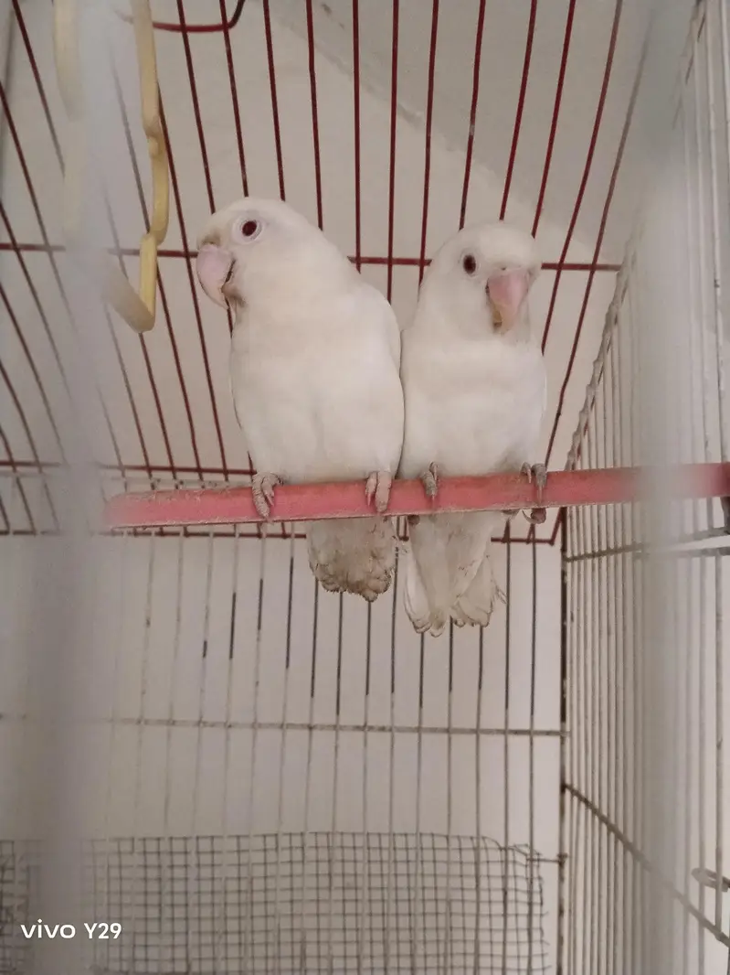 Albino red Eye — photo 4
