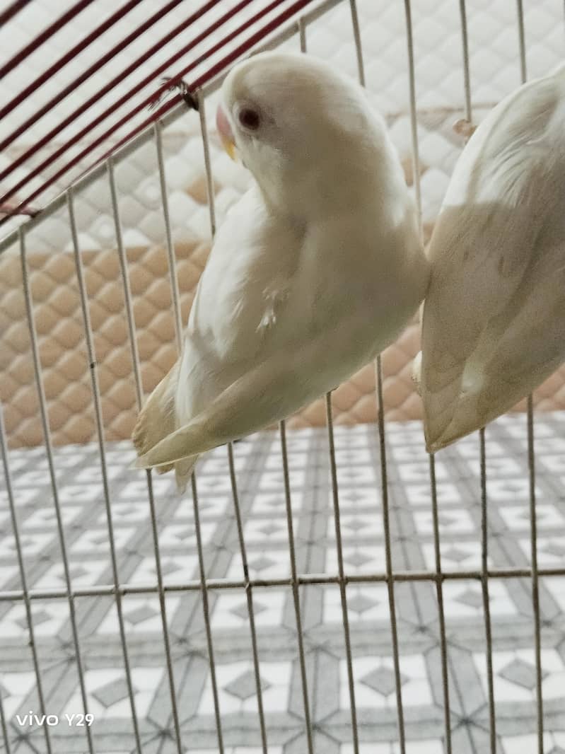 Albino red Eye 4