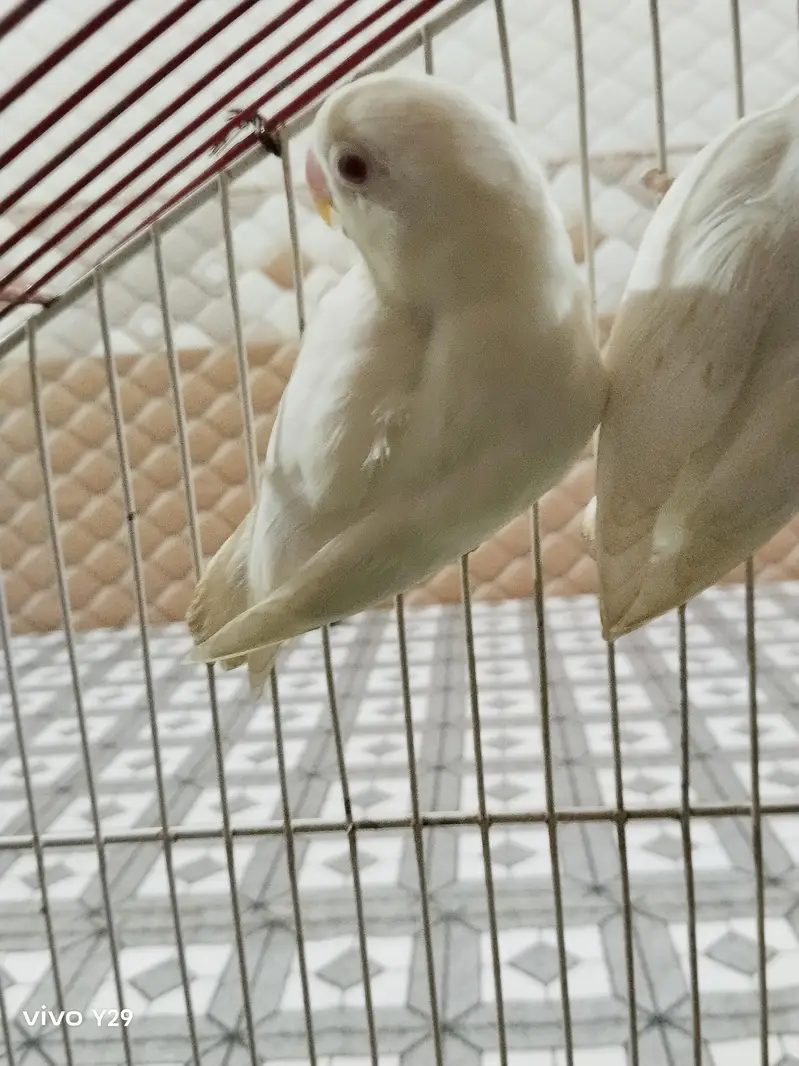 Albino red Eye — photo 5
