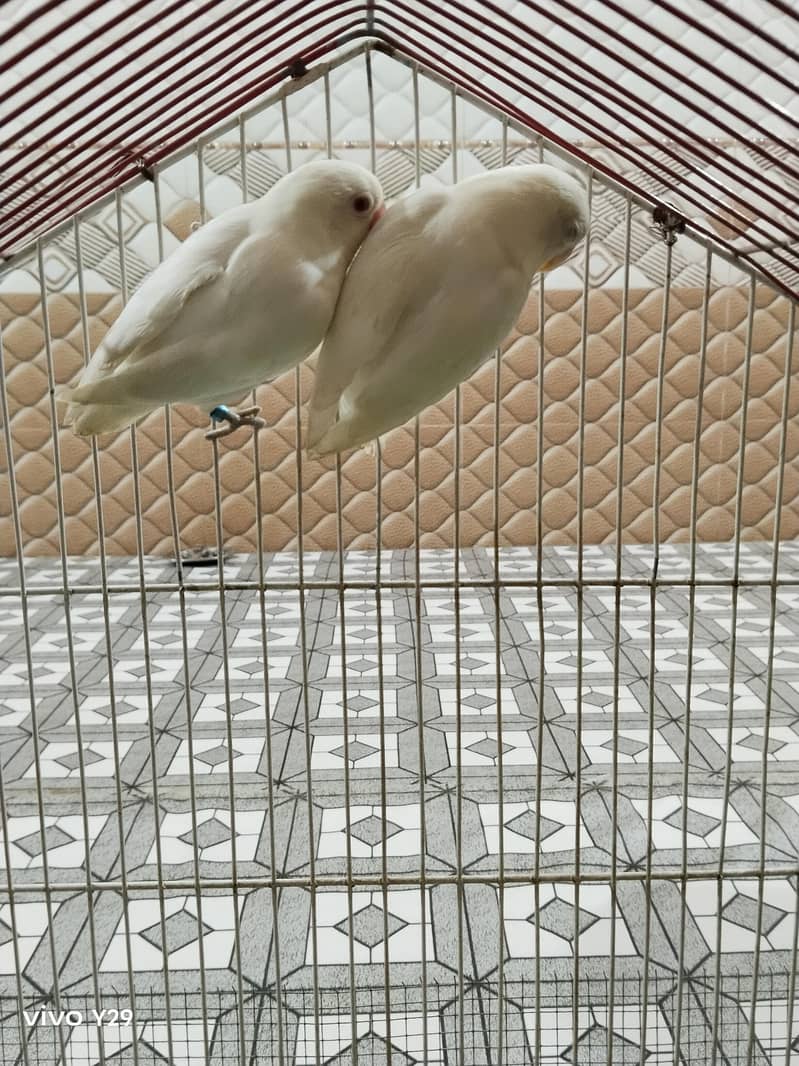 Albino red Eye 5