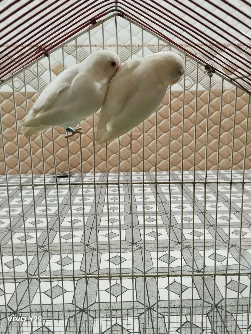 Albino red Eye — photo 6