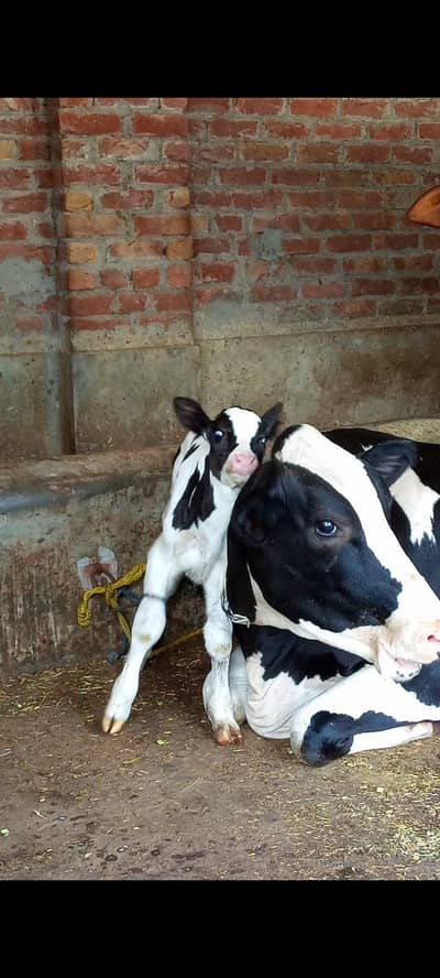 Friesian cross cow