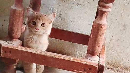 2 month plus Persian Male for sale only 3000 contact only whatsap