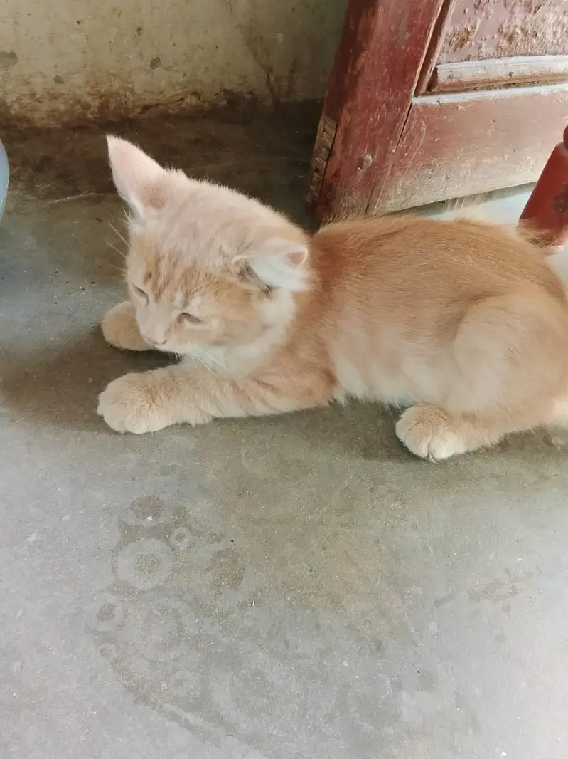 2 month plus Persian Male for sale only 3000 contact only whatsap — photo 2