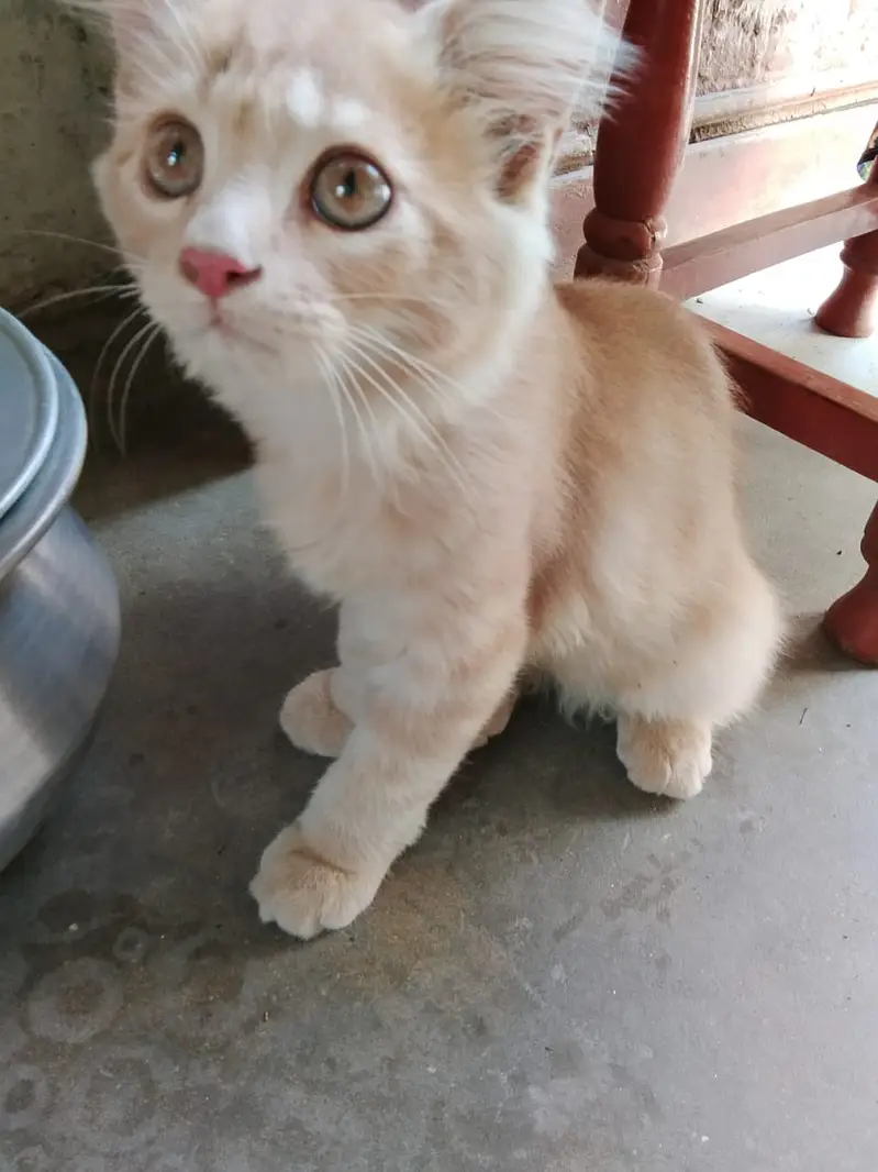 2 month plus Persian Male for sale only 3000 contact only whatsap — photo 3