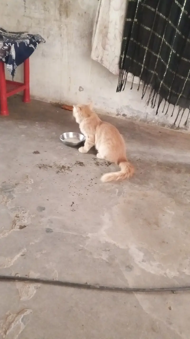 2 month plus Persian Male for sale only 3000 contact only whatsap — photo 4