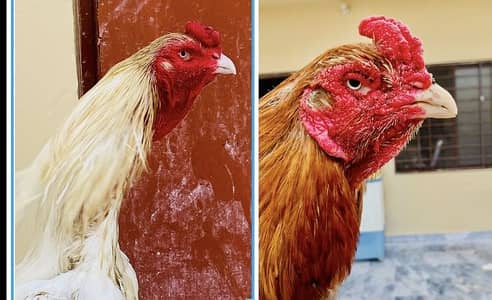 Aseel breeders