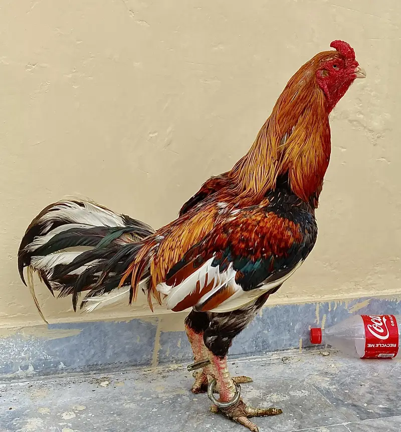 Aseel breeders — photo 2