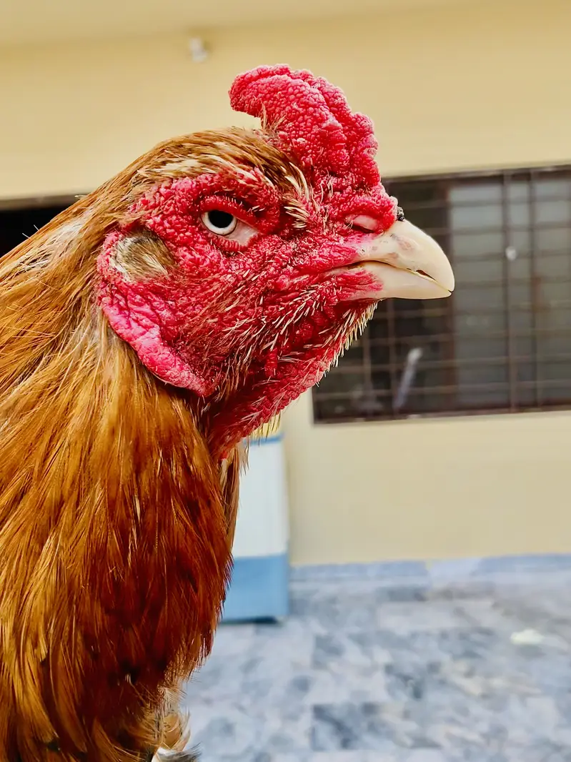 Aseel breeders — photo 3