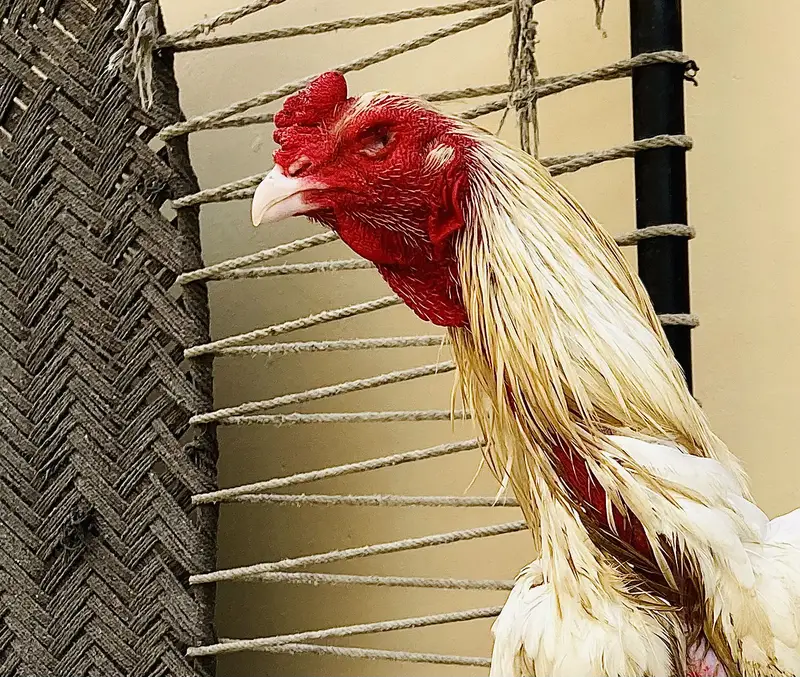 Aseel breeders — photo 5