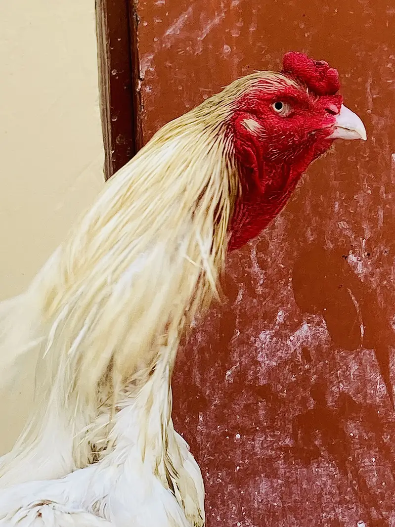 Aseel breeders — photo 6