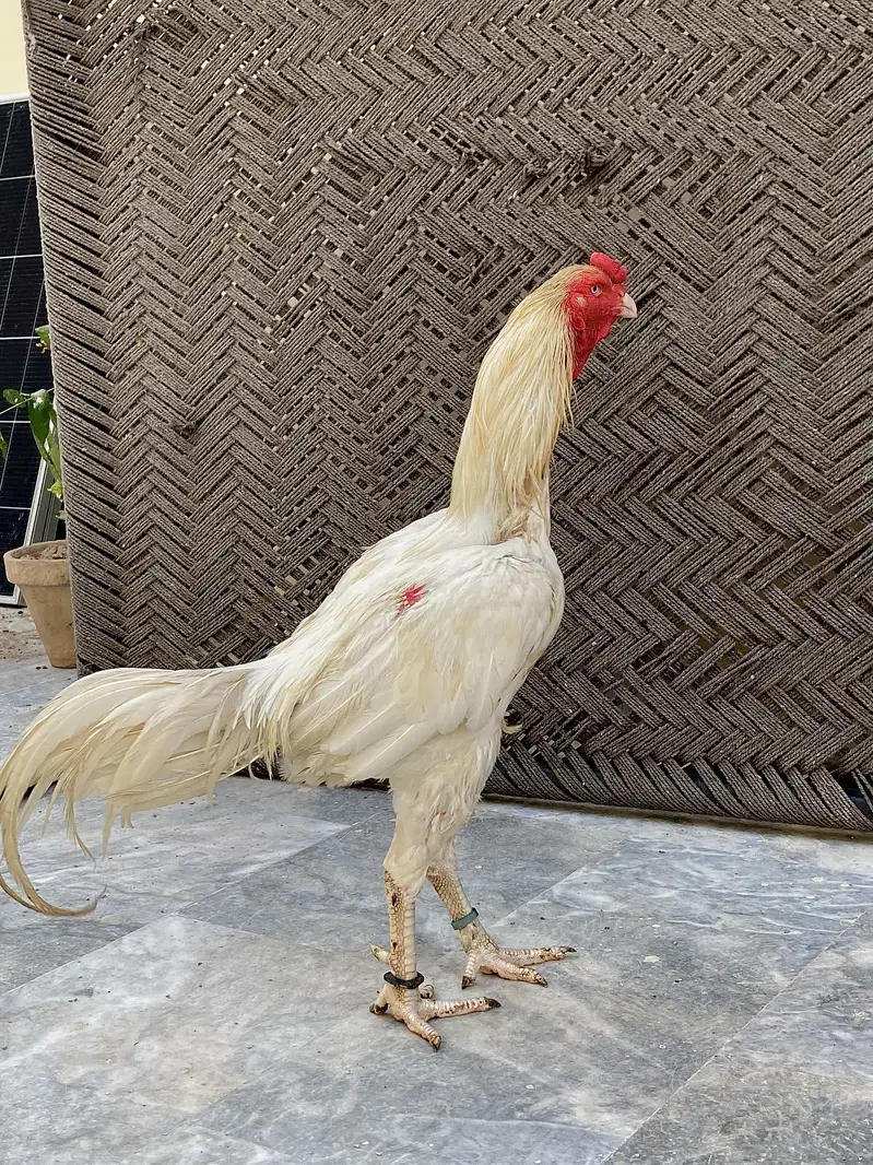 Aseel breeders — photo 8