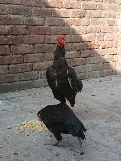 Lassani pair high quality