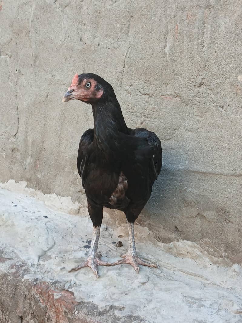 Lassani pair high quality 1