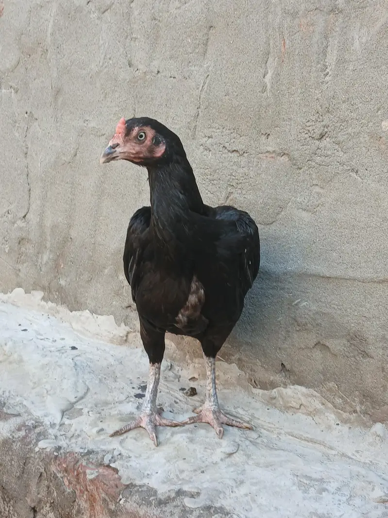 Lassani pair high quality — photo 2