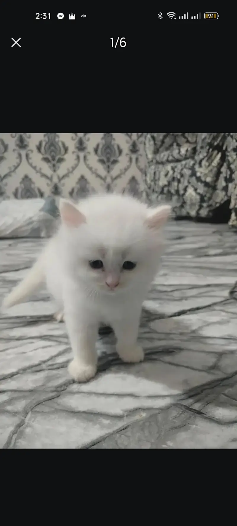 Perssian Kittens with doll faces — photo 7