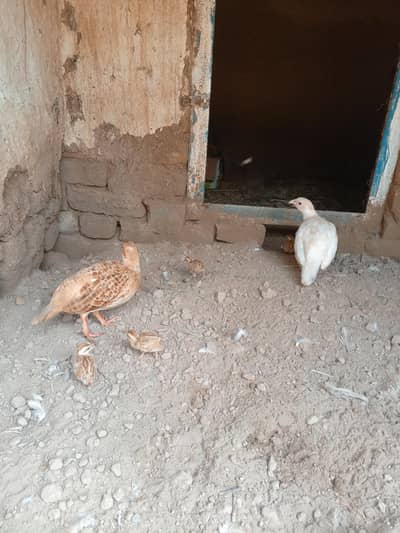 chicks