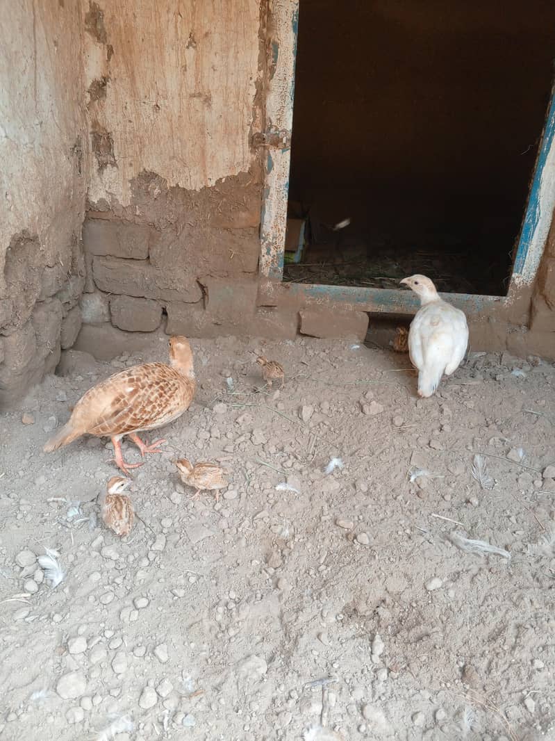 chicks 0