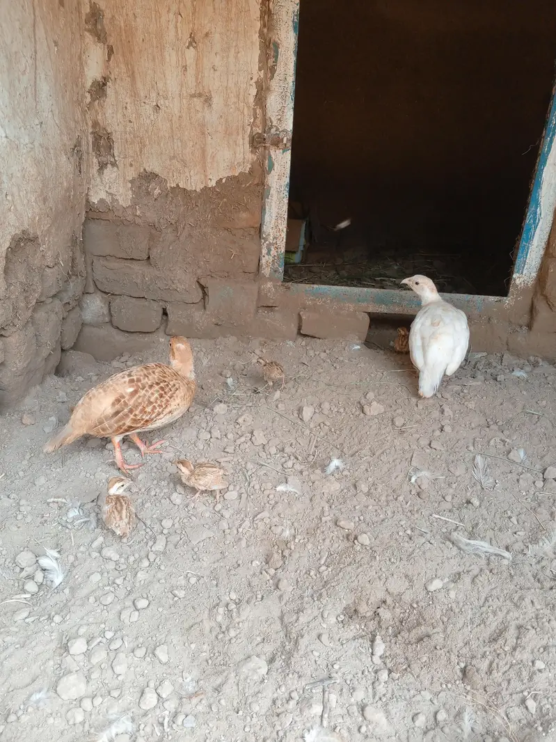 chicks