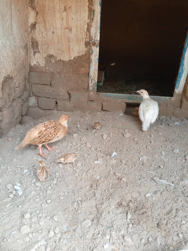 chicks 1