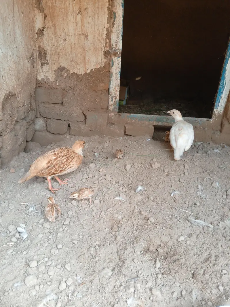 chicks — photo 2