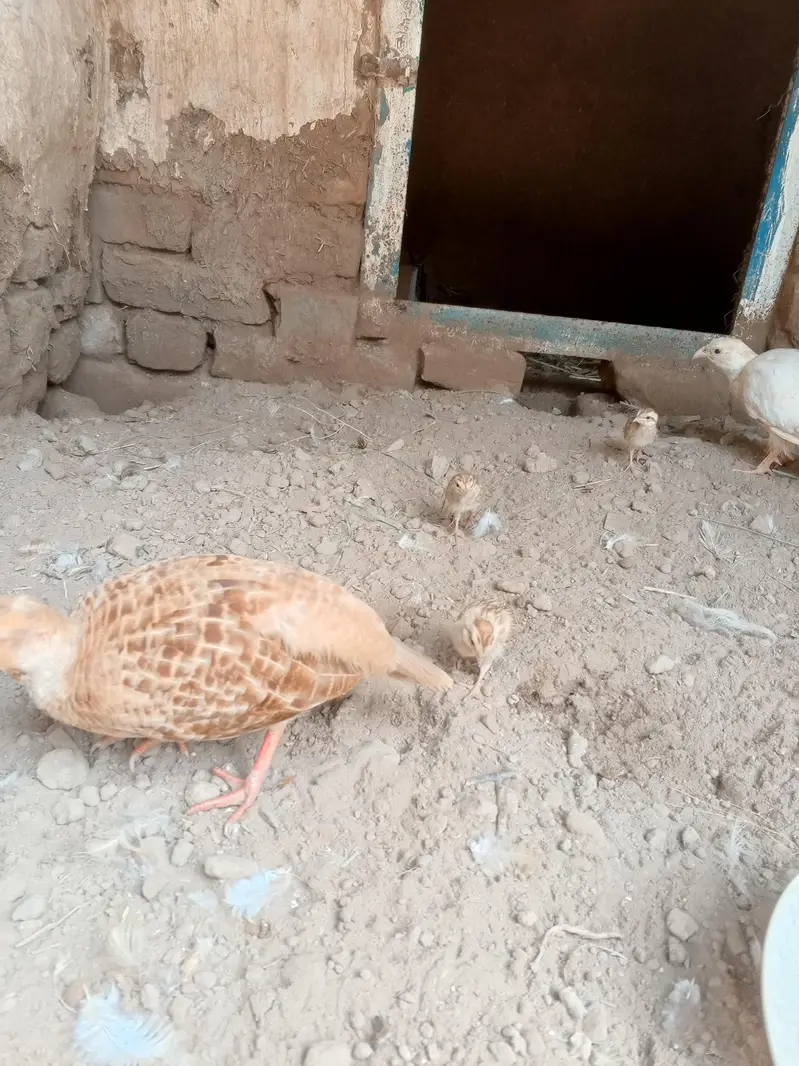 chicks — photo 3