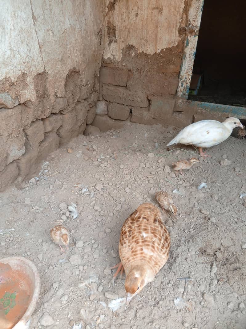chicks 3