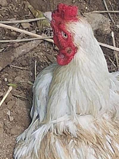 urgent sale mianwali asseel