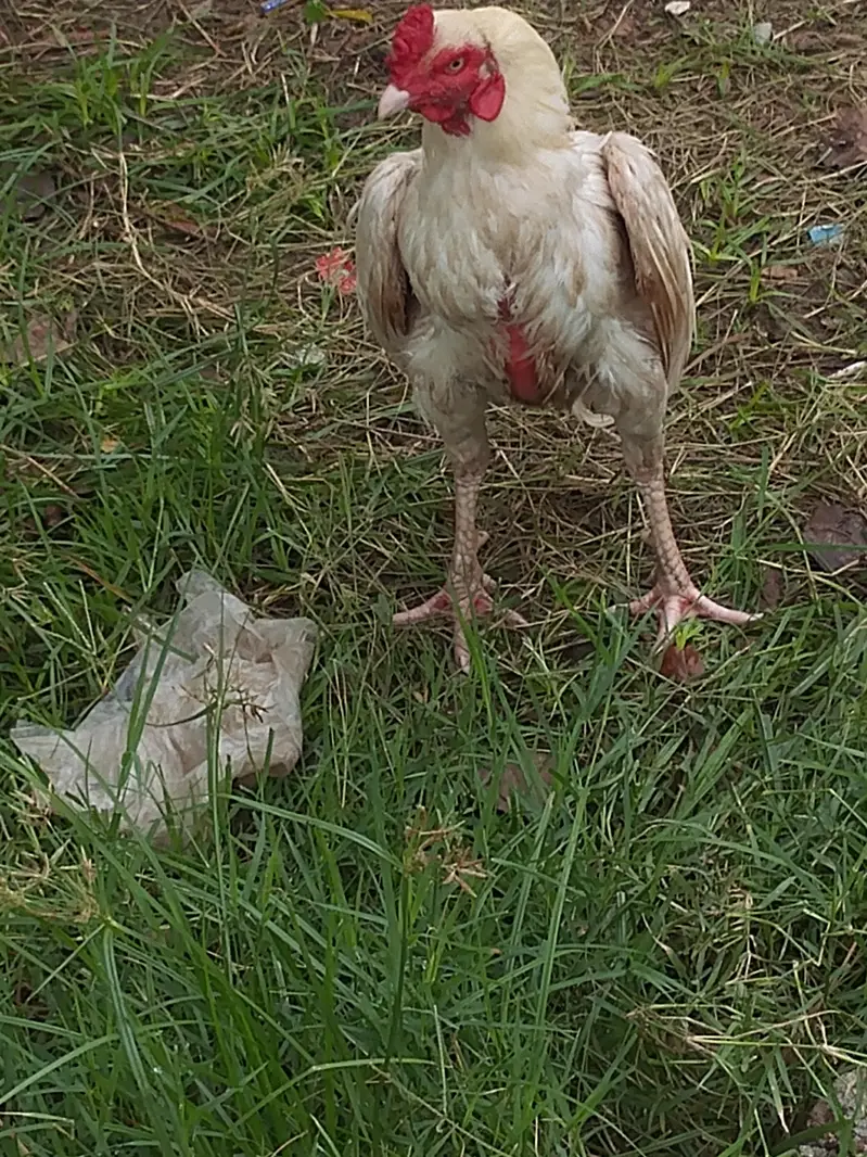 urgent sale mianwali asseel — photo 5