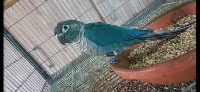 blue turquoise/torquoise adult male conure available
