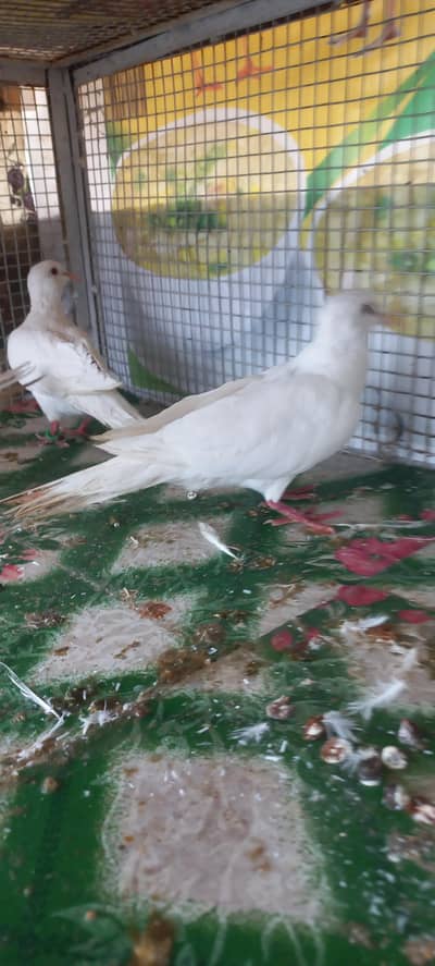 khumra dove pair