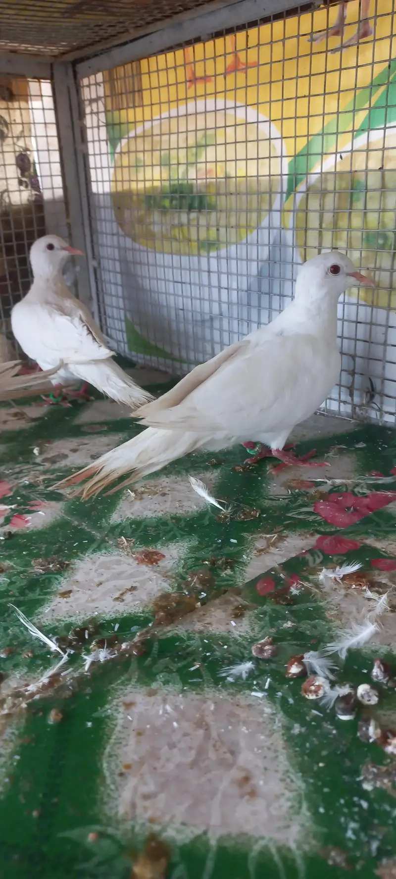 khumra dove pair — photo 2