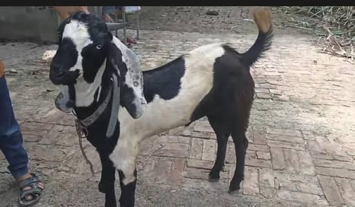 Goat with kid male and a female goat