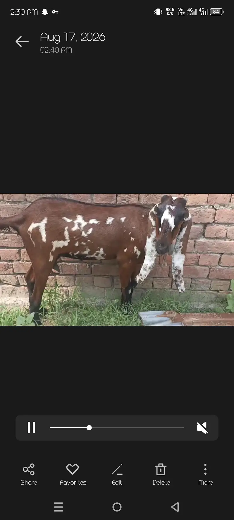 Goat with kid male and a female goat — photo 2