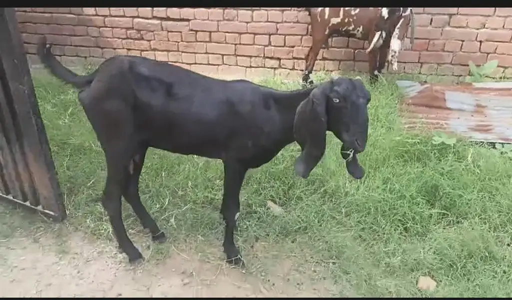 Goat with kid male and a female goat — photo 3