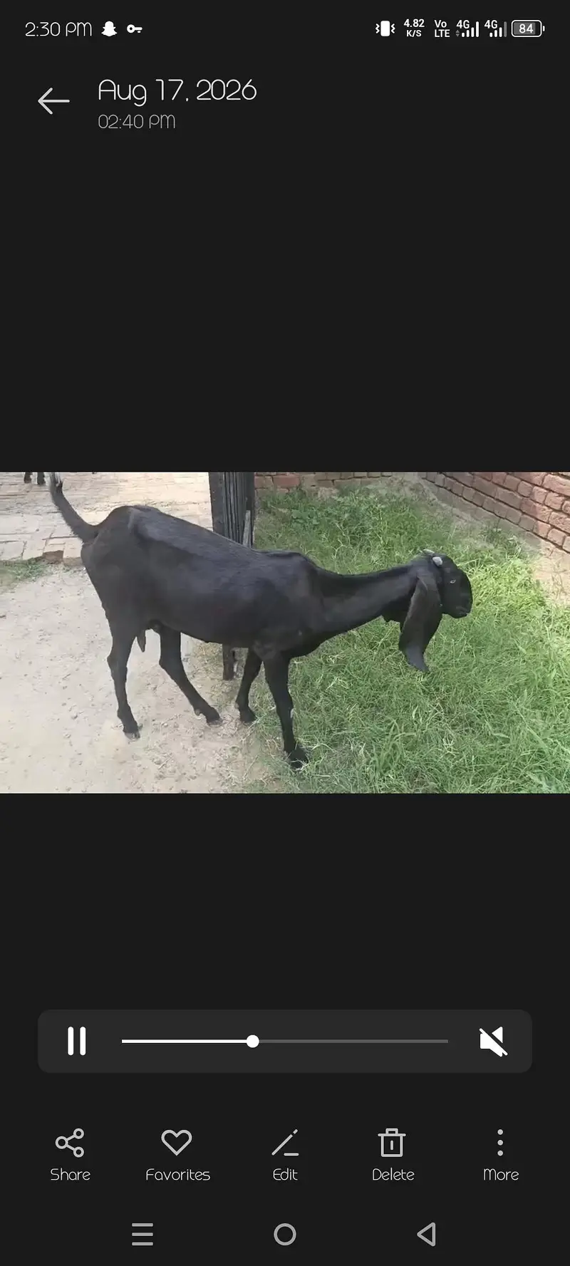 Goat with kid male and a female goat — photo 4