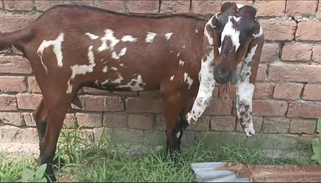 Goat with kid male and a female goat — photo 5