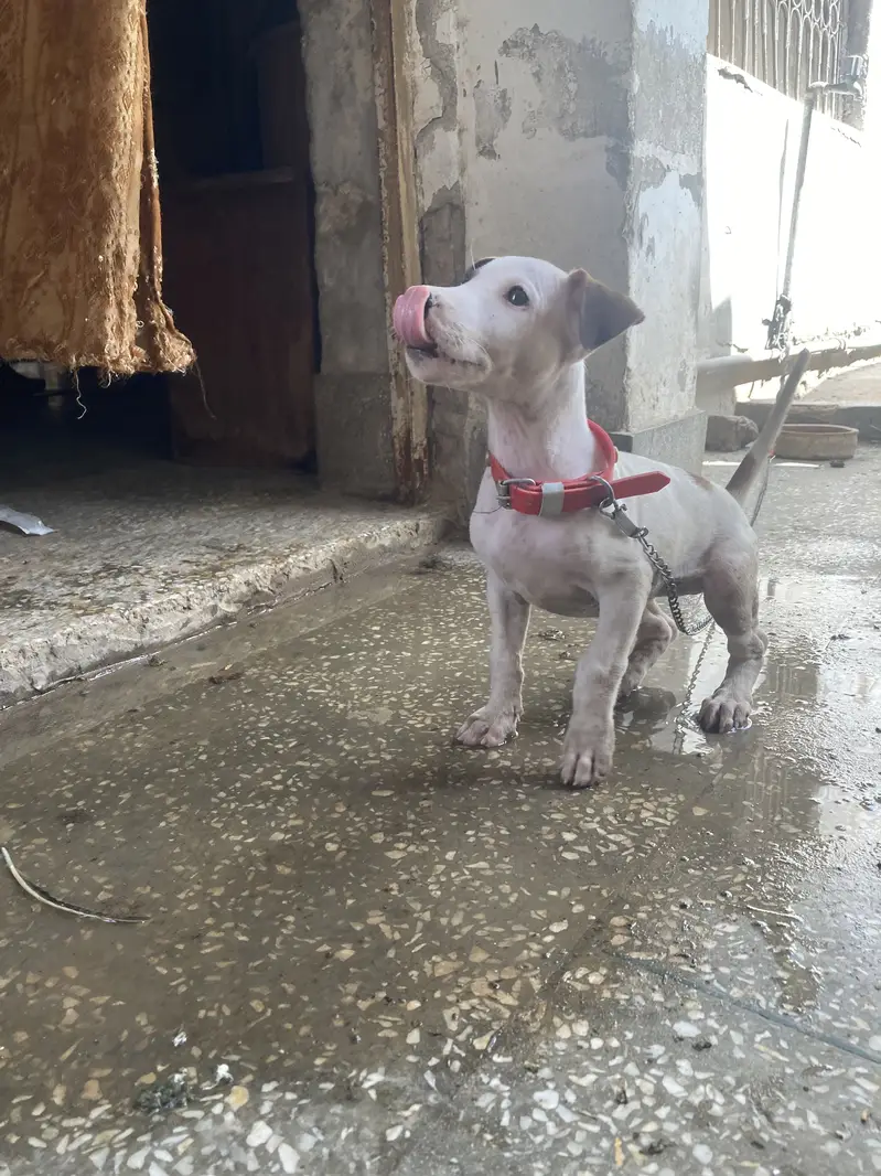 Bully gultair — photo 5