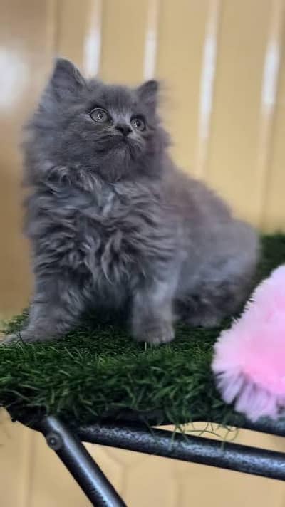 Persian kittens  whstp// 03704///602310///