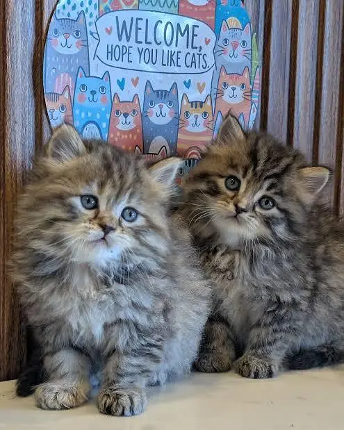Persian kittens  whstp// 03704///602310/// — photo 2