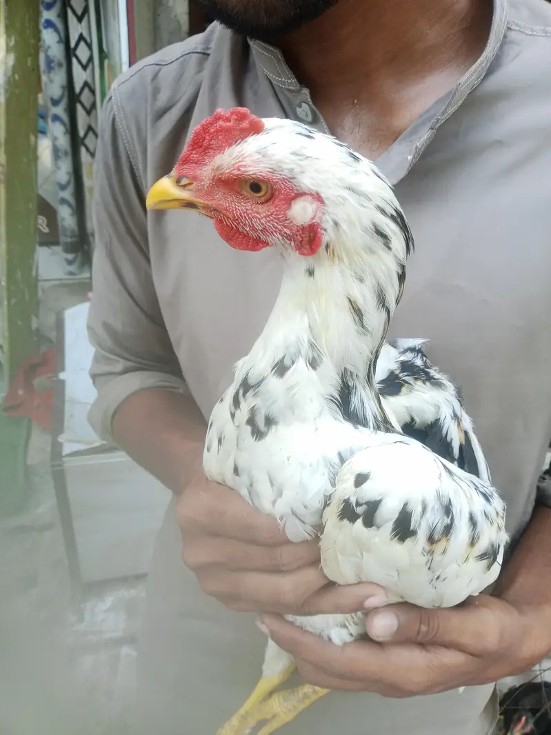 2 brader sell — photo 4
