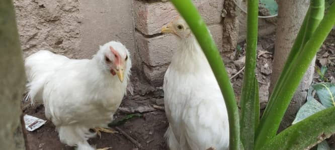 White bantam
