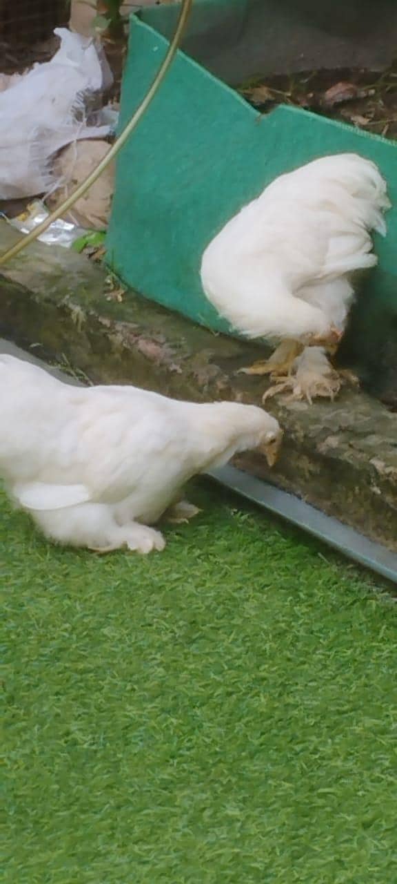 White bantam 1
