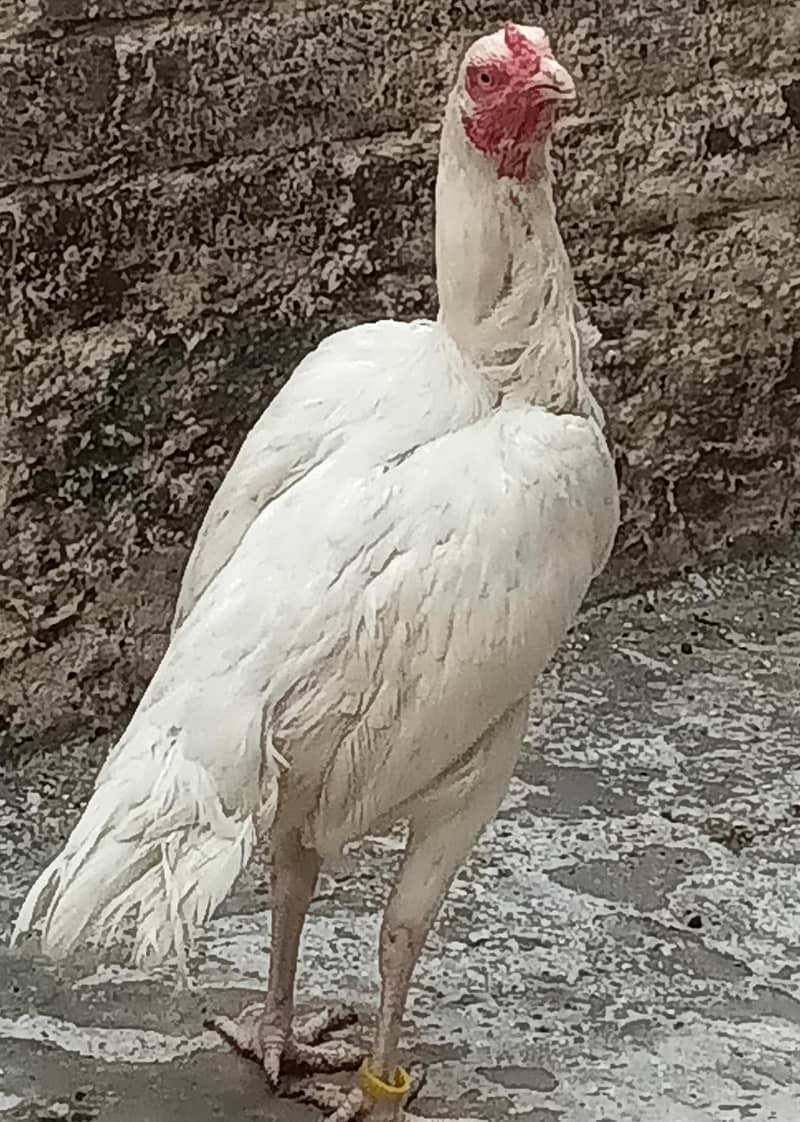 Fertile eggs 3