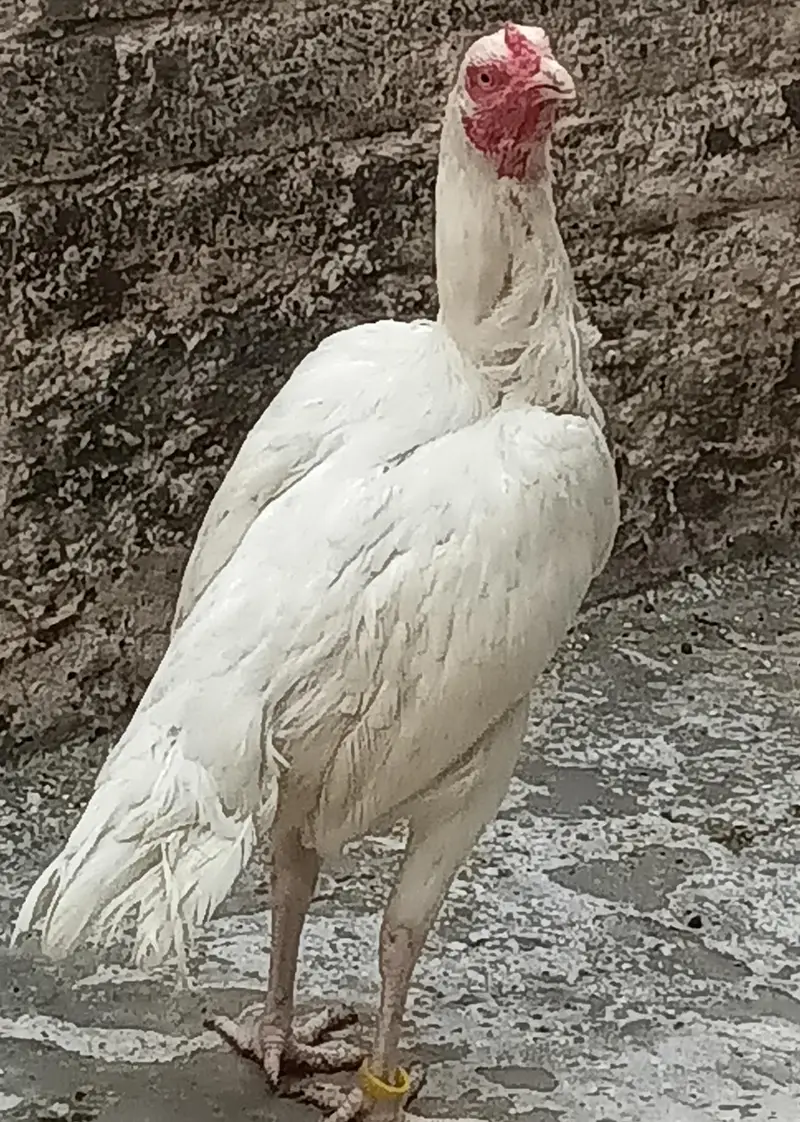 Fertile eggs — photo 4