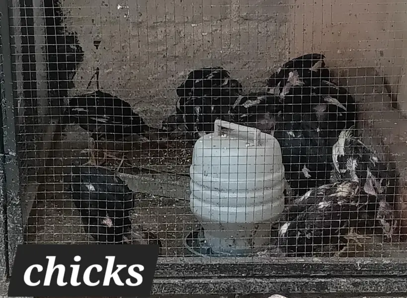 Fertile eggs — photo 7