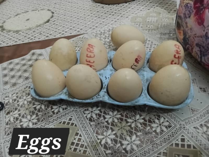 Fertile eggs 8