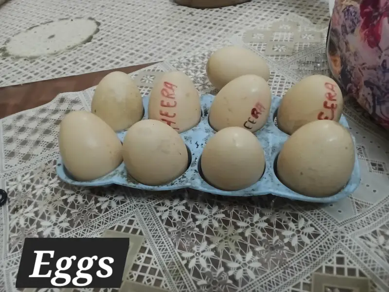 Fertile eggs — photo 9