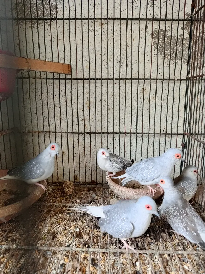 Chinese dove
