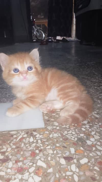 sale my 3 kittens